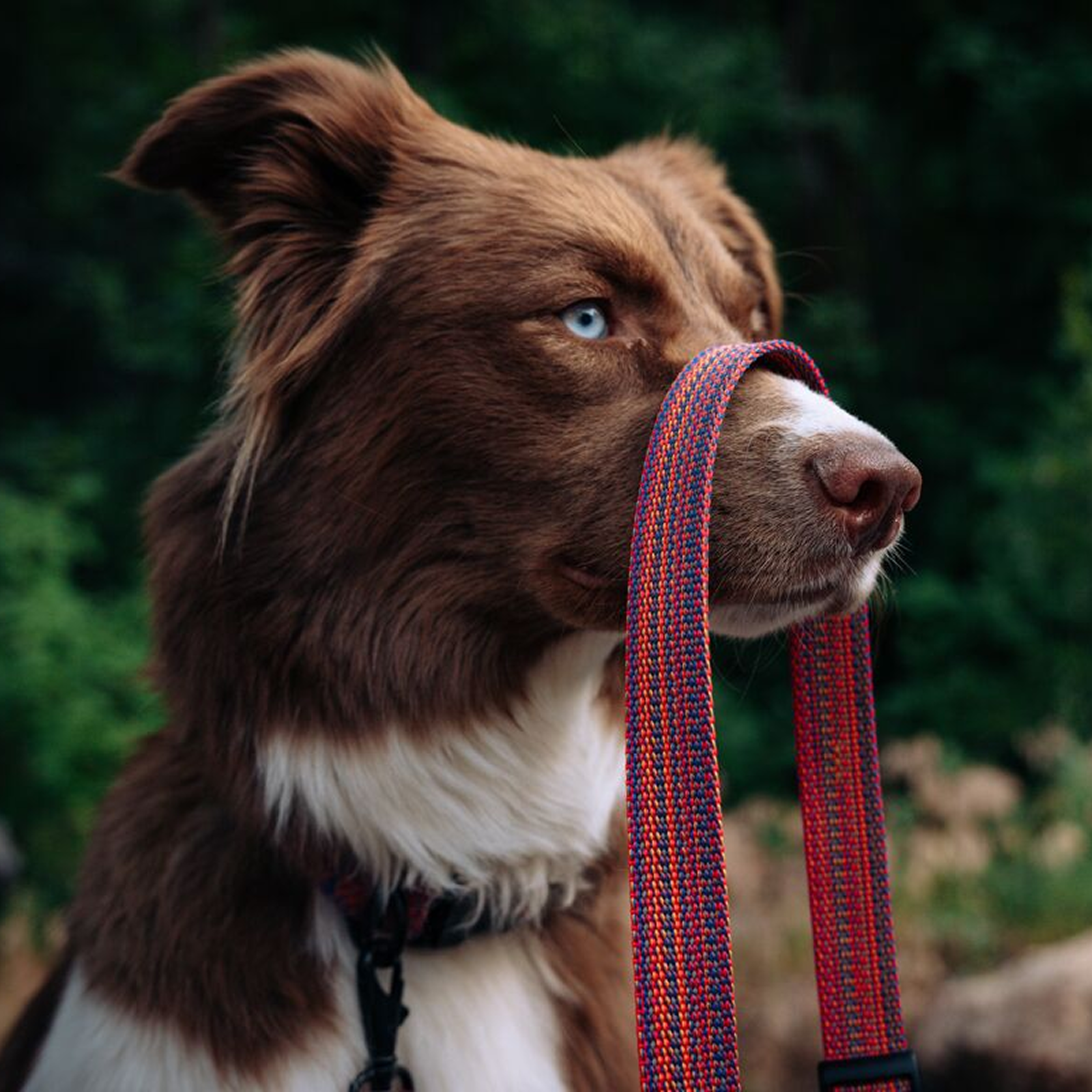 Del Día Dog Leash - Image 7