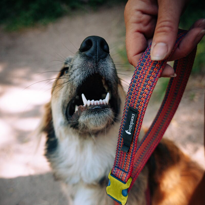 Del Día Dog Leash - Image 8